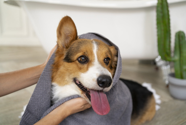 Уход за домашними питомцами